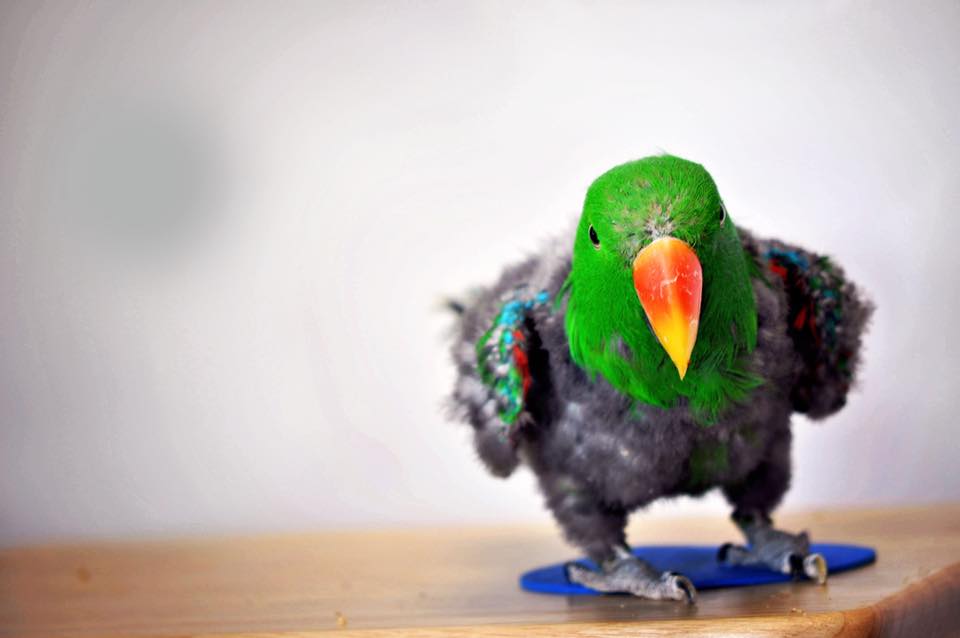 doctor for birds near me