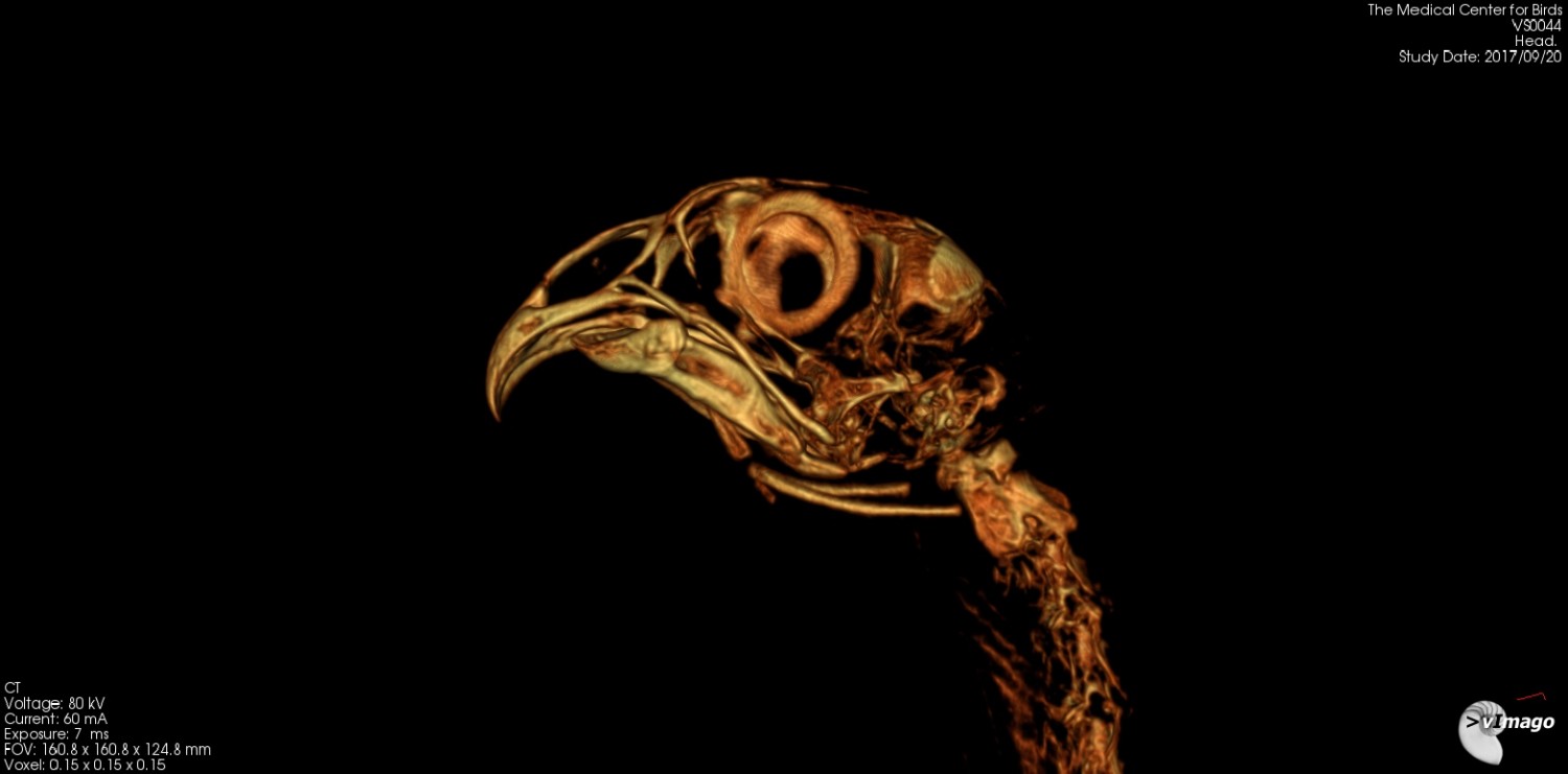 Advanced Imaging Medical Center for Birds Oakley, CA
