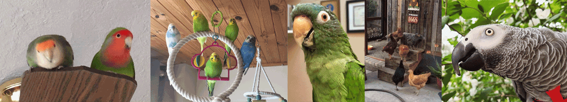 bird emergency hospital