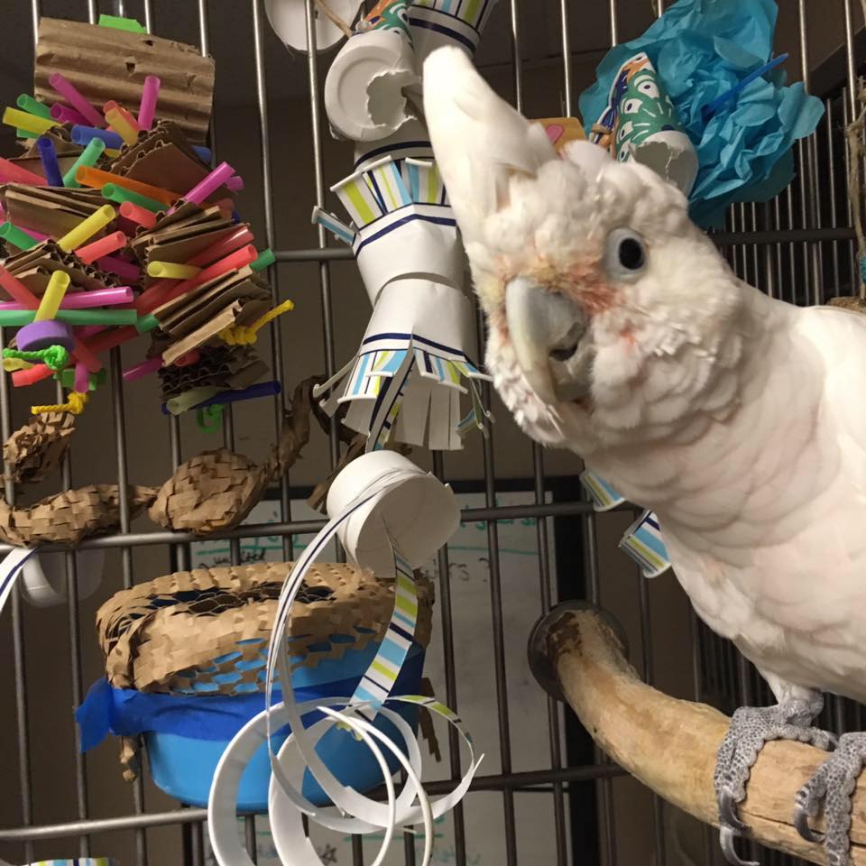 Cockatoo with toys