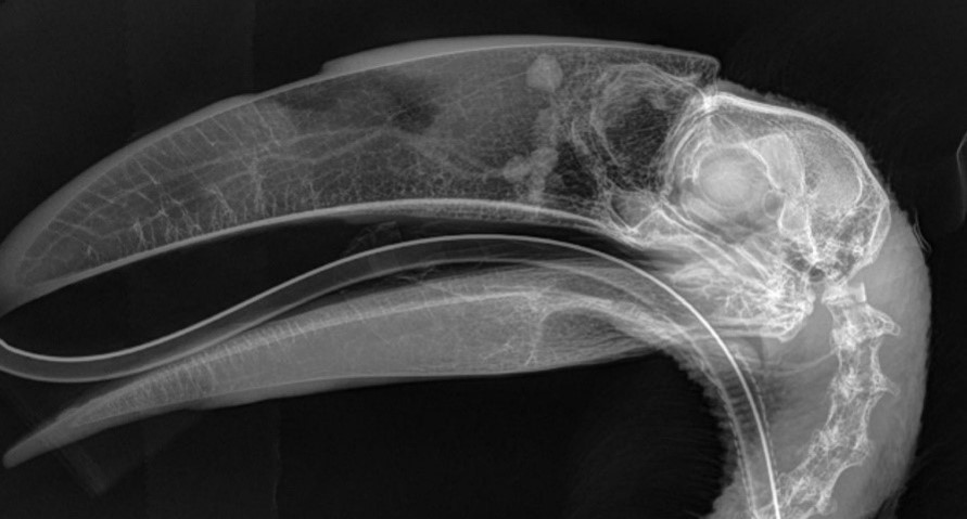 Digital Projection Radiography Digital Projection Radiography